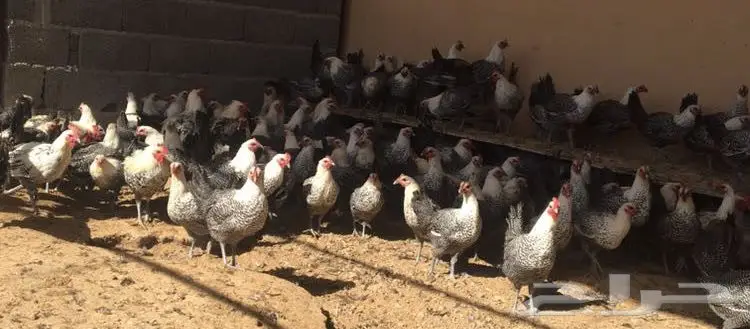 فرصة للمربين دجاج فيومي 