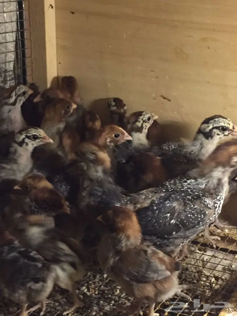 صوص فيومى ابيض مصرى اصل (image 2)