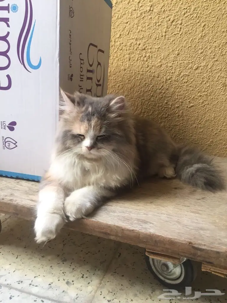 قطه شيرازي  (image 1)