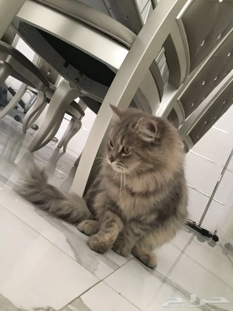 قطوه شيرازي  (image 1)