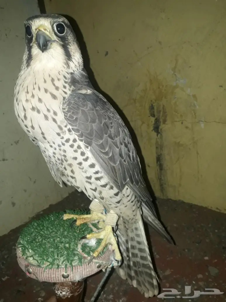 صقر  وكري  للبيع تبوك (Image 1)