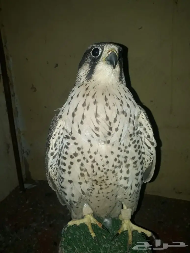 صقر  وكري  للبيع تبوك (image 1)