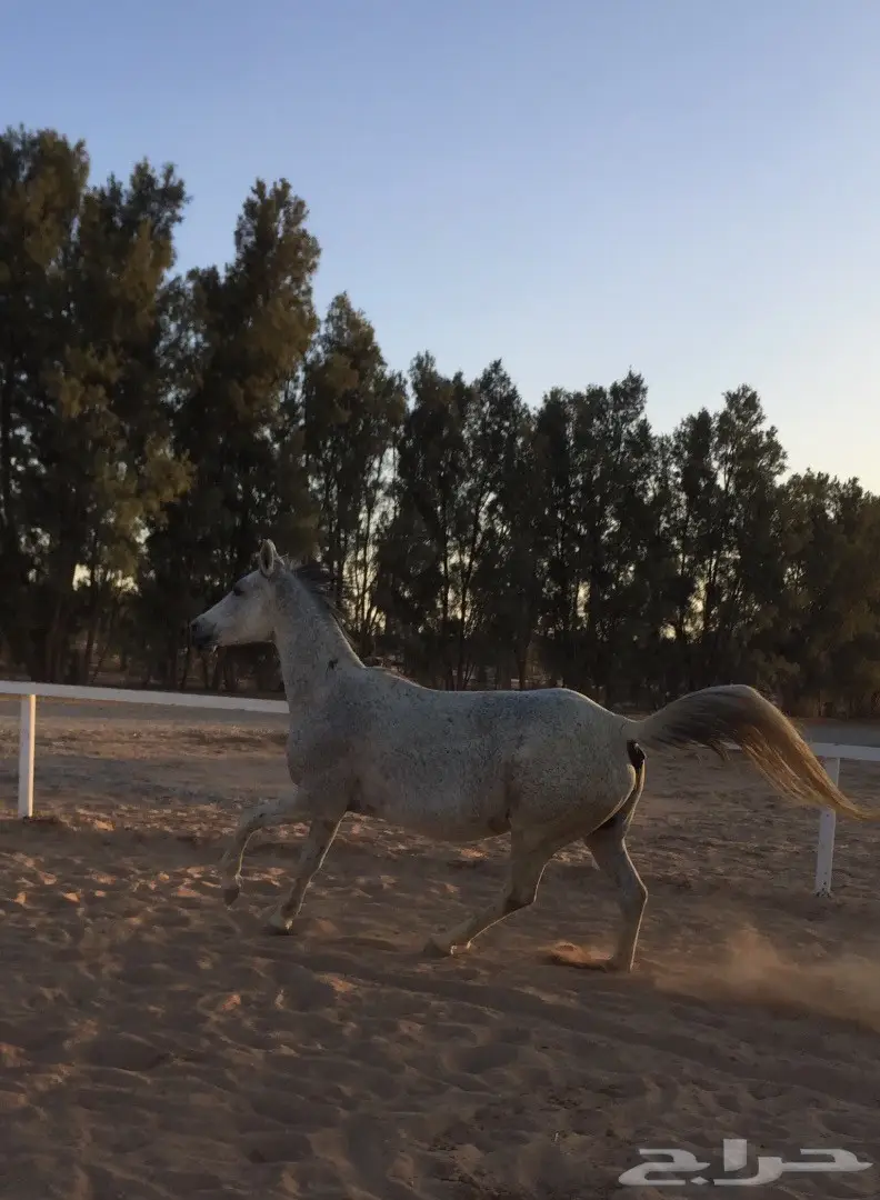 فرس شيخة (image 2)