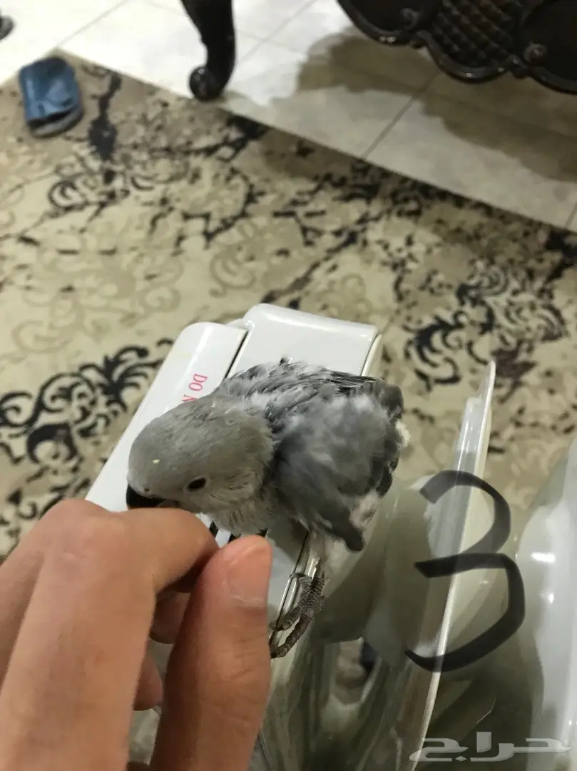 فروخ غر روز مشروع هددد (image 2)