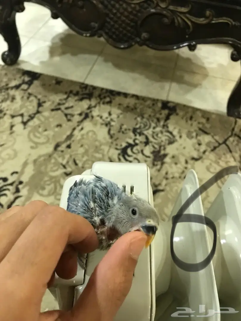 فروخ غر روز مشروع هددد (image 4)