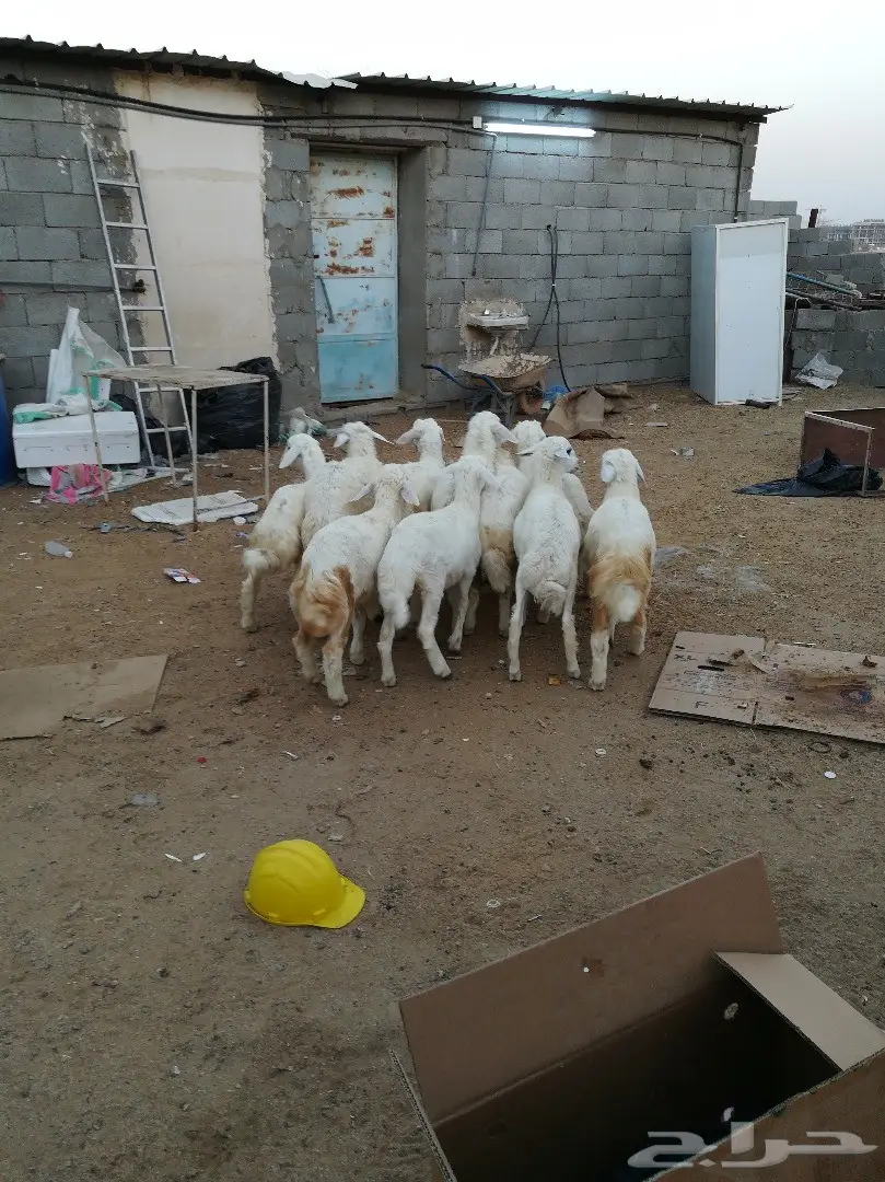 6 طليان 3 رخال حريه سمان ب 330 (image 1)