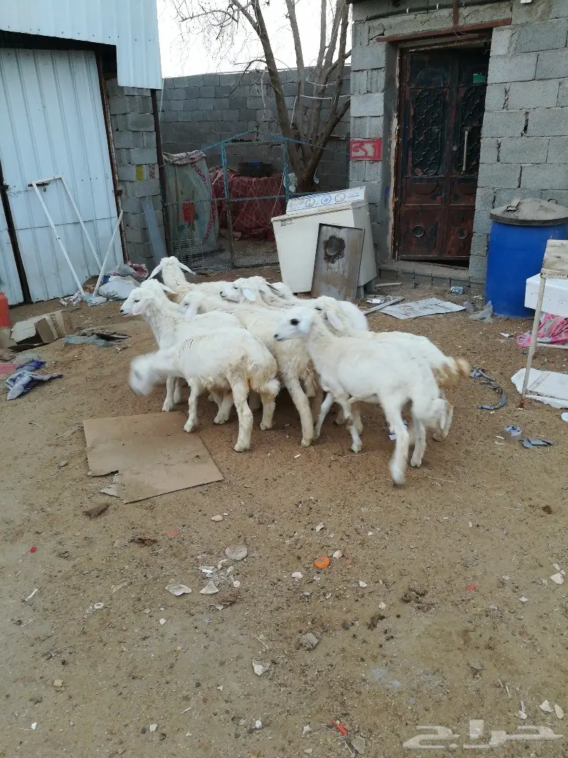 6 طليان 3 رخال حريه سمان ب 330 (image 2)