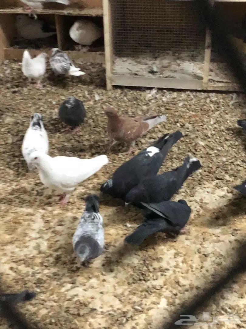 حمام للبيع  (image 2)