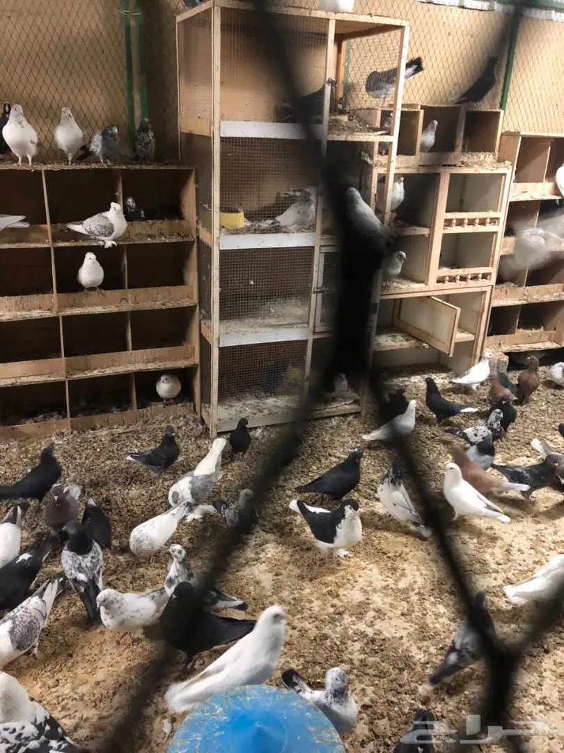 حمام للبيع  (image 4)