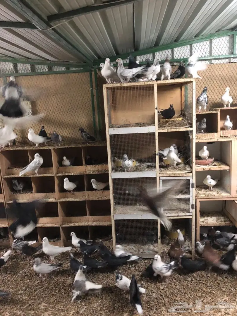 حمام للبيع  (image 6)