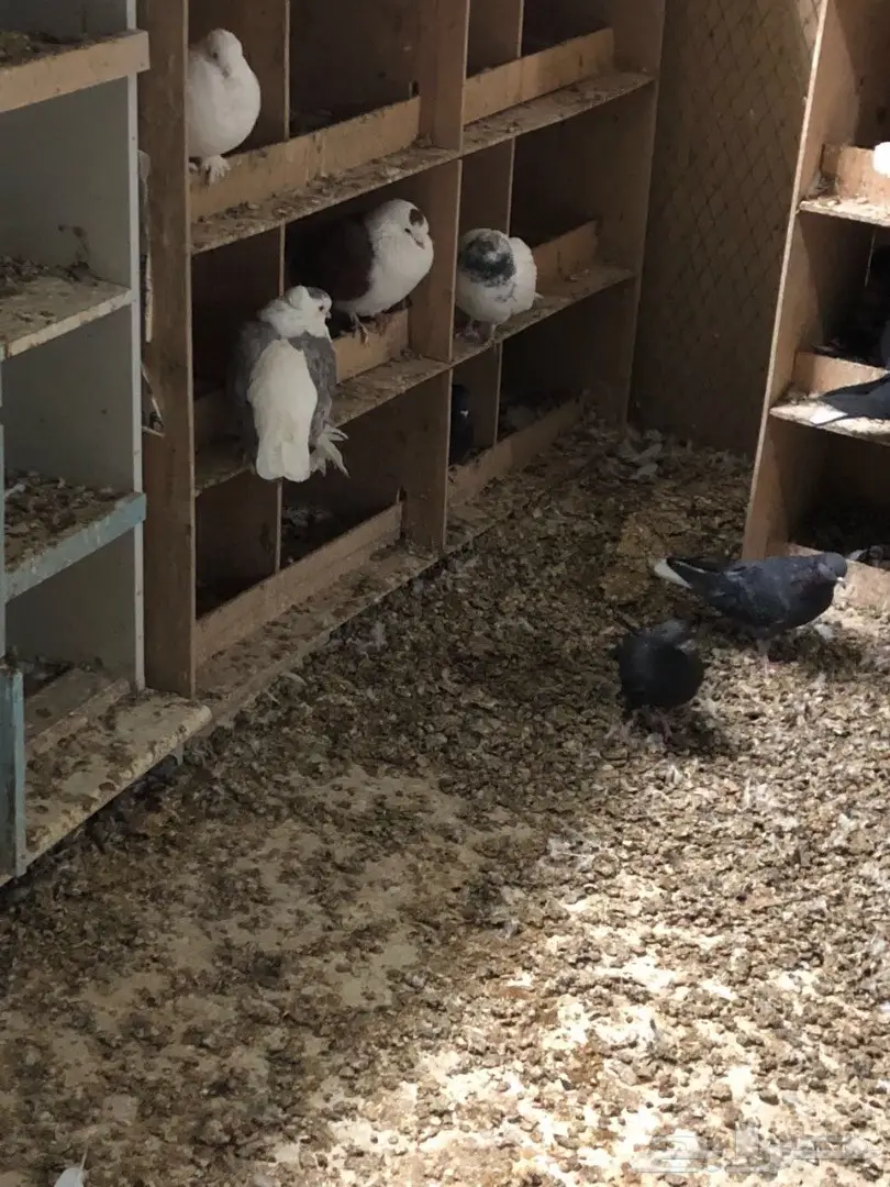 حمام للبيع  (image 7)