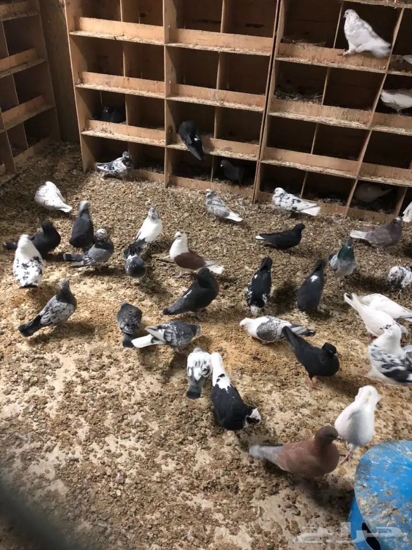 حمام للبيع  (image 8)