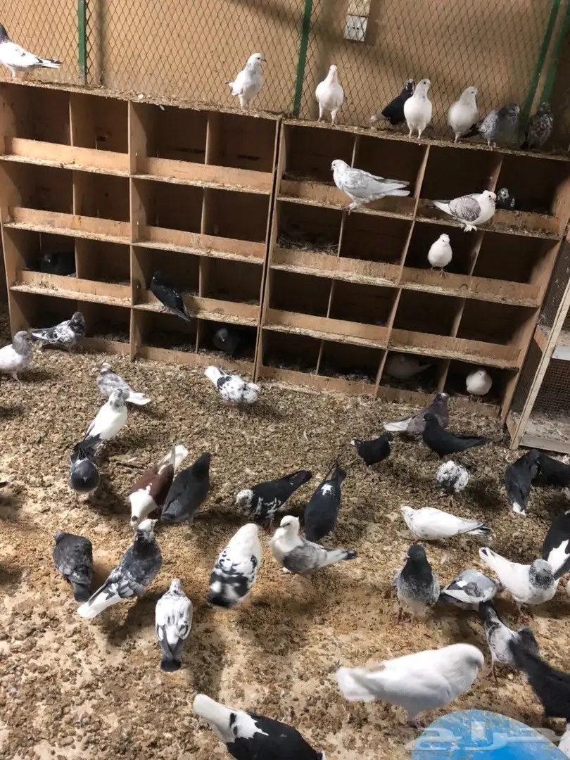 حمام للبيع  (image 9)