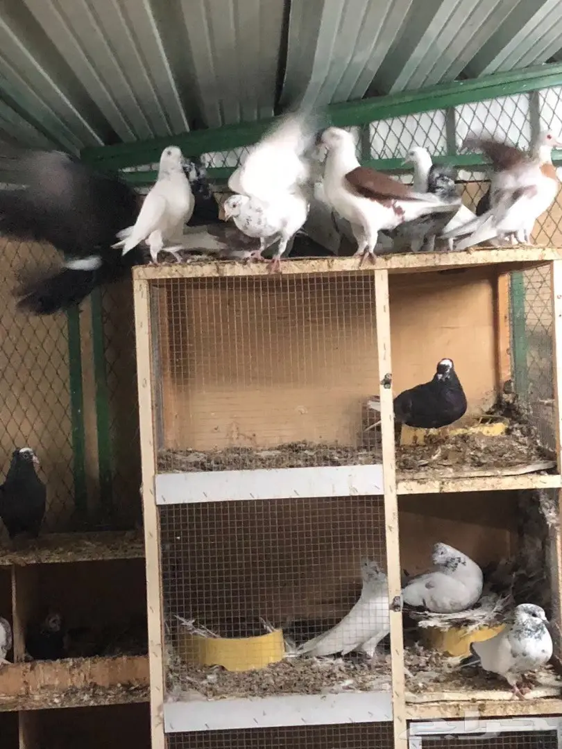 حمام للبيع  (image 10)