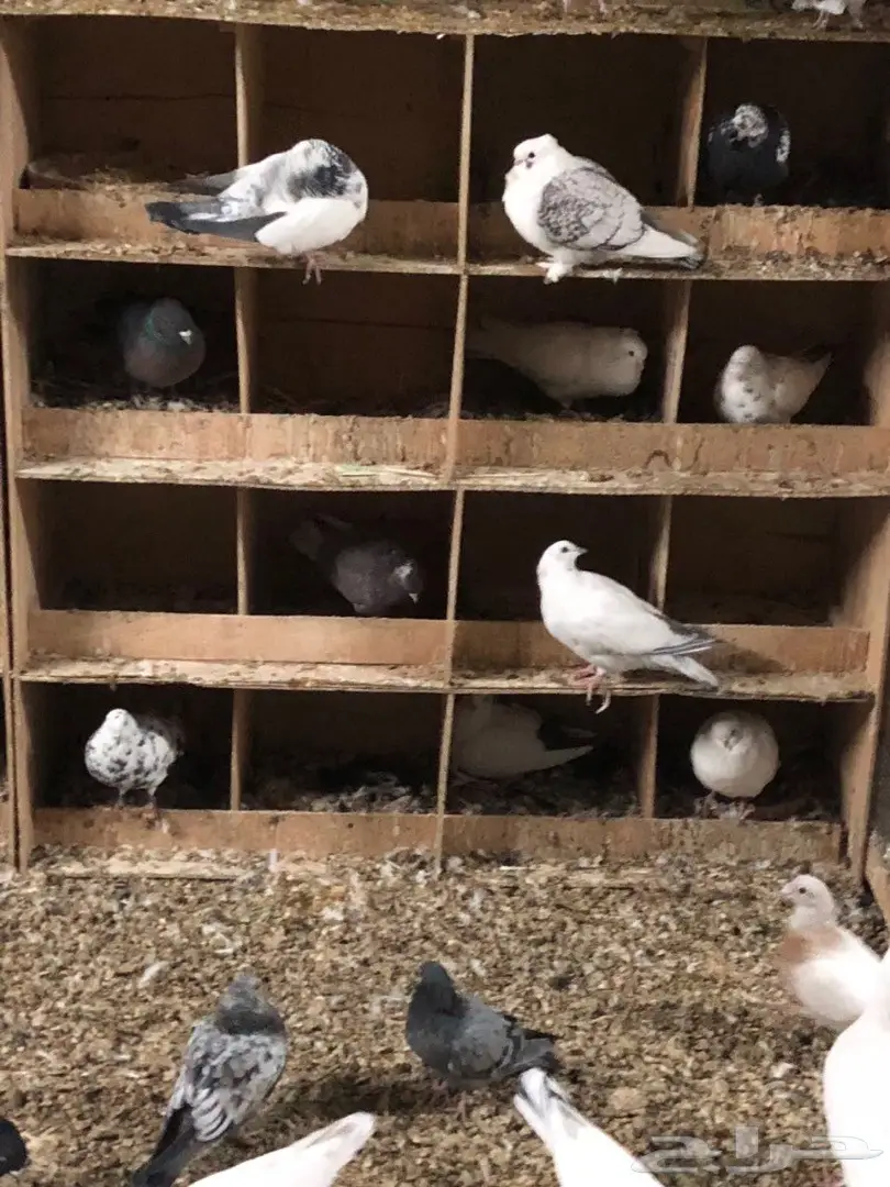 حمام للبيع  (image 12)