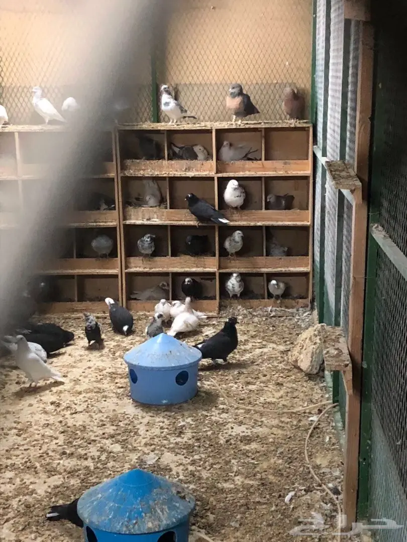 حمام للبيع  (image 13)