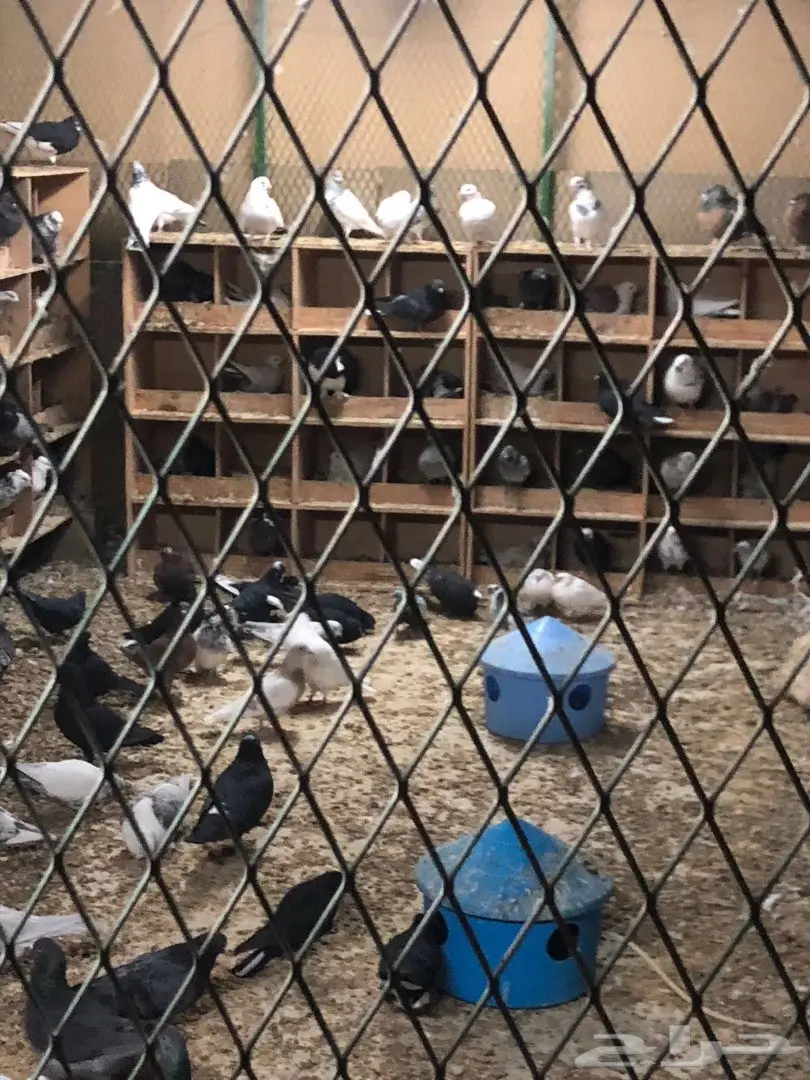 حمام للبيع  (image 14)