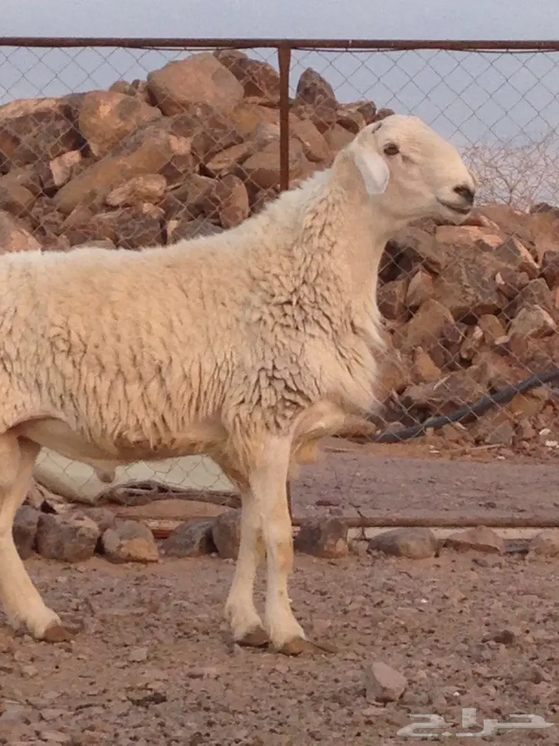 فحل حري مشروط للبيع او البدل بماعز او ضأن 