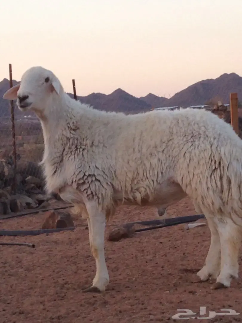 فحل حري مشروط للبيع او البدل بماعز او ضأن  (image 1)