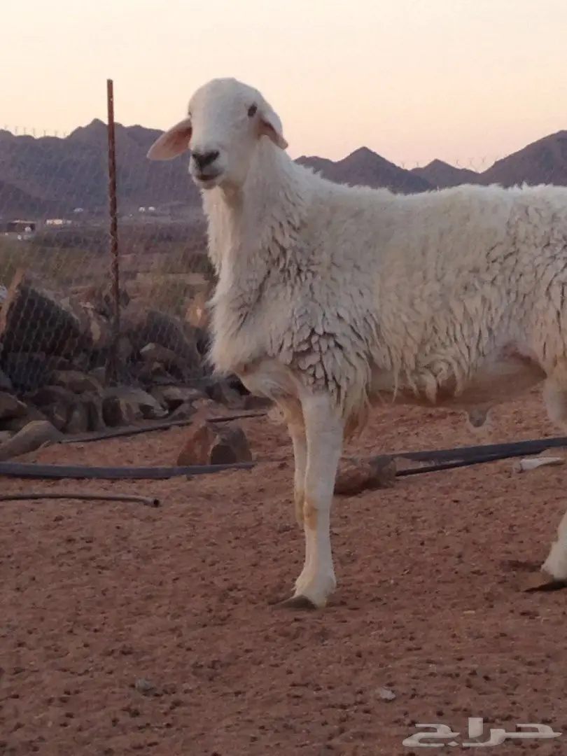 فحل حري مشروط للبيع او البدل بماعز او ضأن  (image 2)