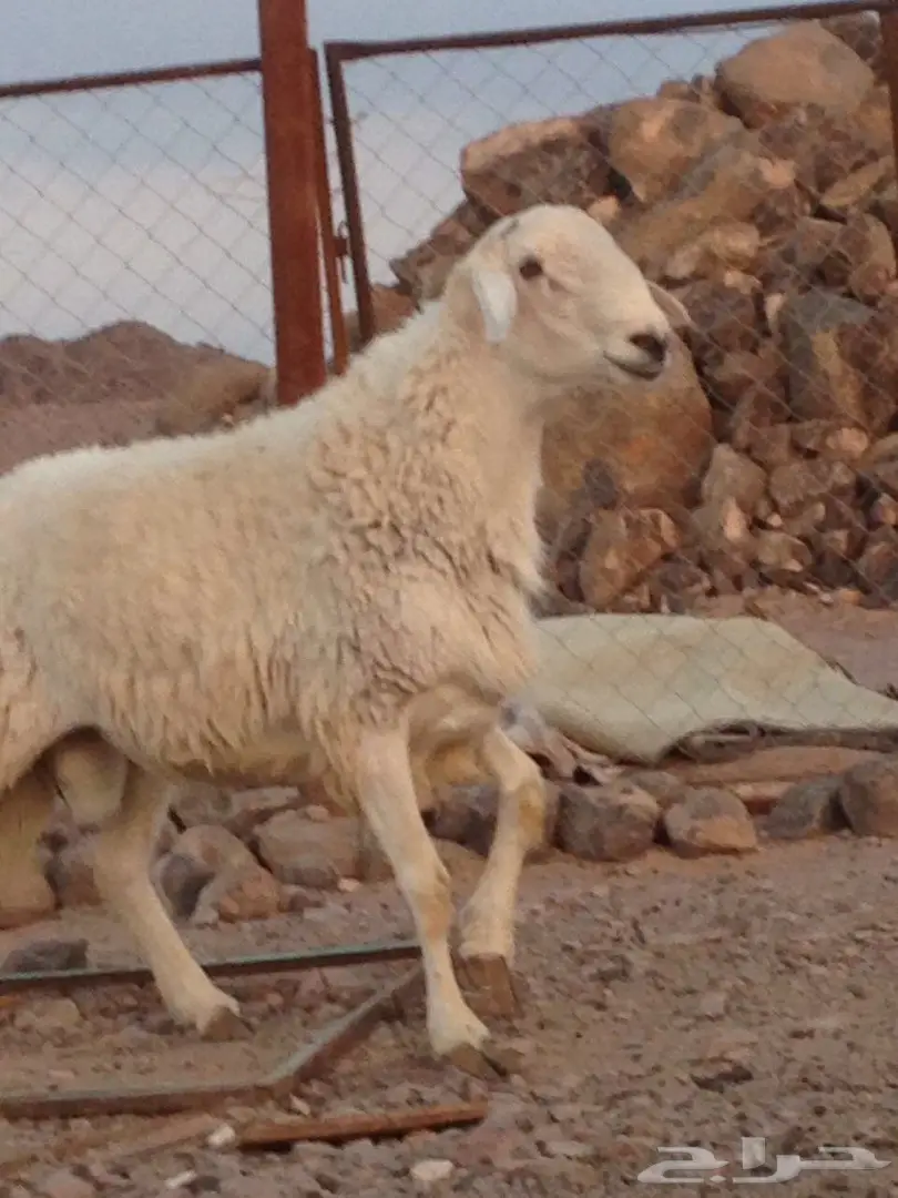 فحل حري مشروط للبيع او البدل بماعز او ضأن  (image 3)