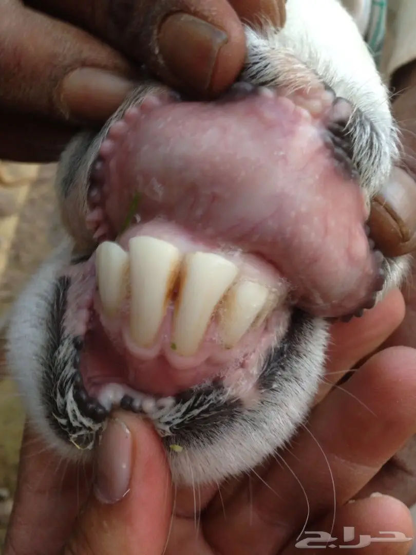 فحل حري مشروط للبيع او البدل بماعز او ضأن  (image 4)