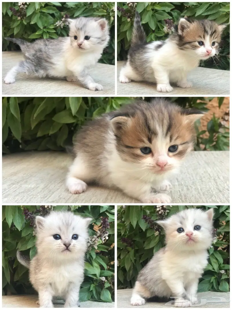 كيتن شيرازيات للبيع