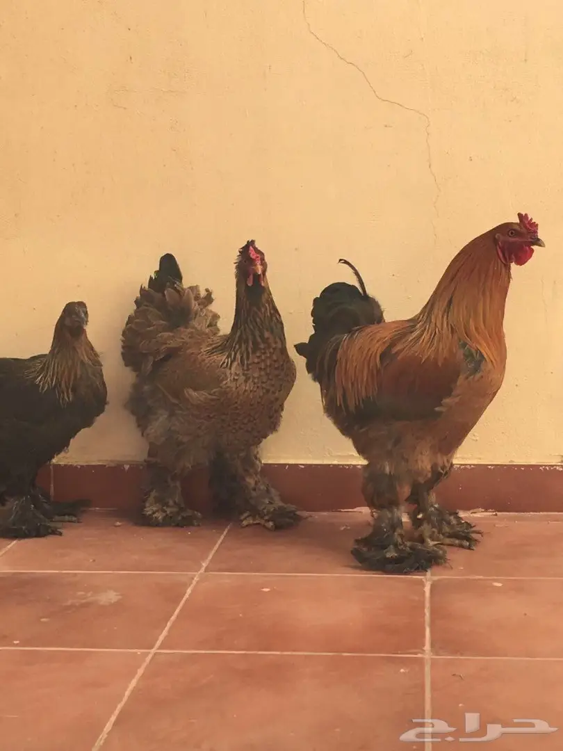 دجاج براهما بياض وتحضين 