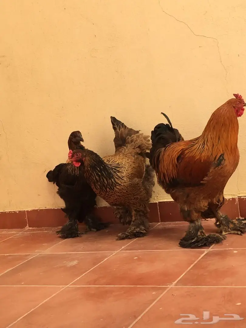 دجاج براهما بياض وتحضين  (image 1)