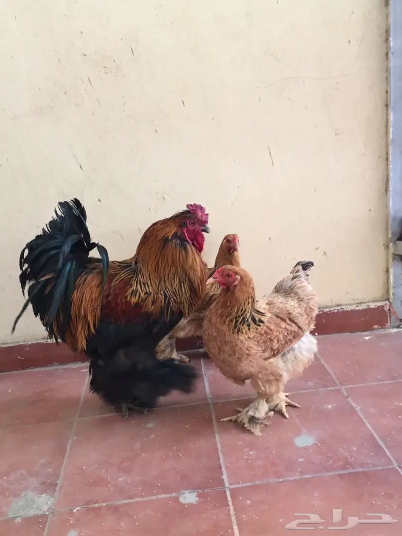 دجاج براهما بياض وتحضين  (image 2)