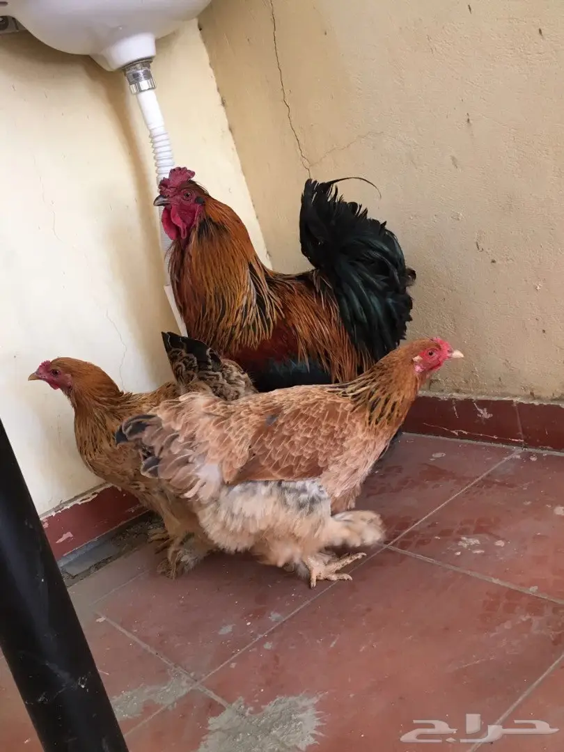 دجاج براهما بياض وتحضين  (image 3)