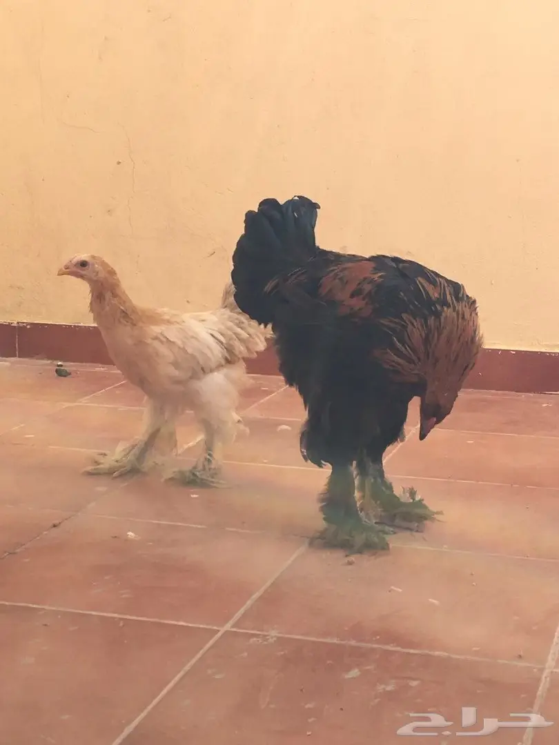 دجاج براهما بياض وتحضين  (image 4)