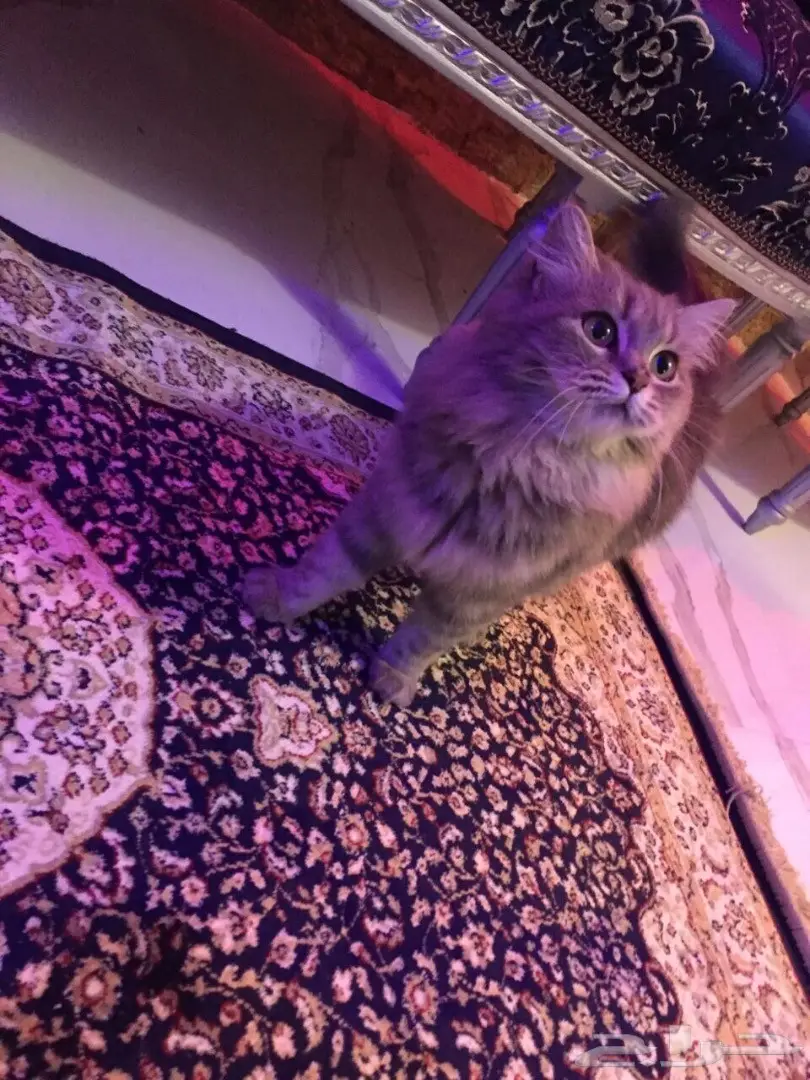 قطوه شيرازي 