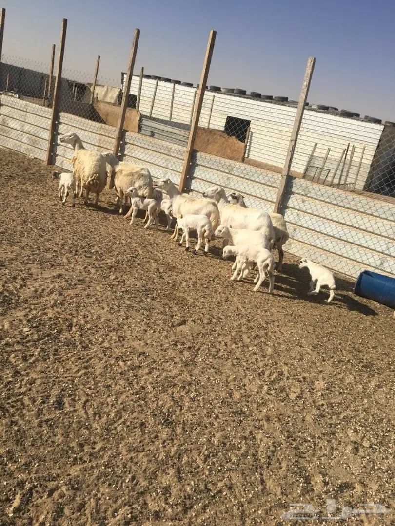 غنم رفيديات متابيع ودفيع 