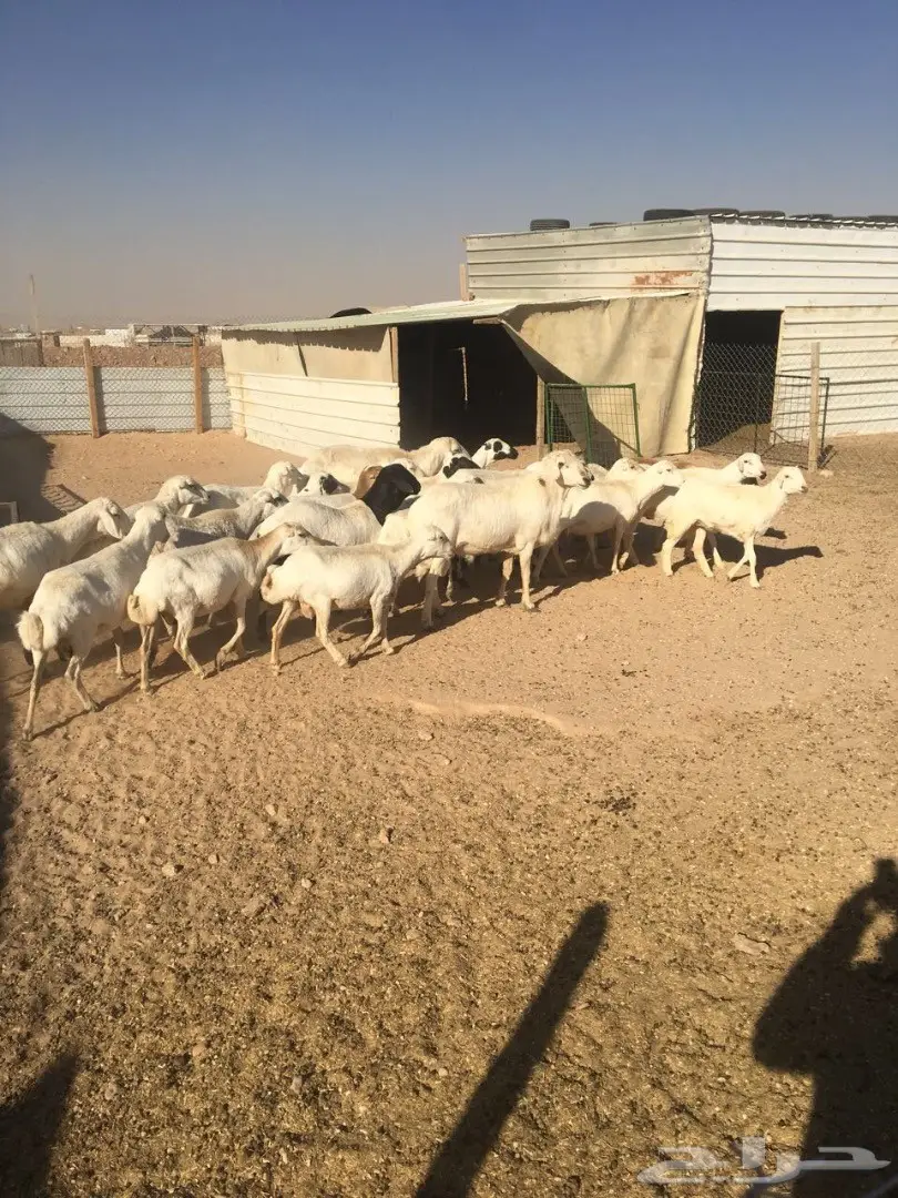 غنم رفيديات متابيع ودفيع  (image 1)