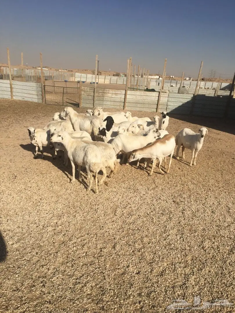 غنم رفيديات متابيع ودفيع  (image 2)