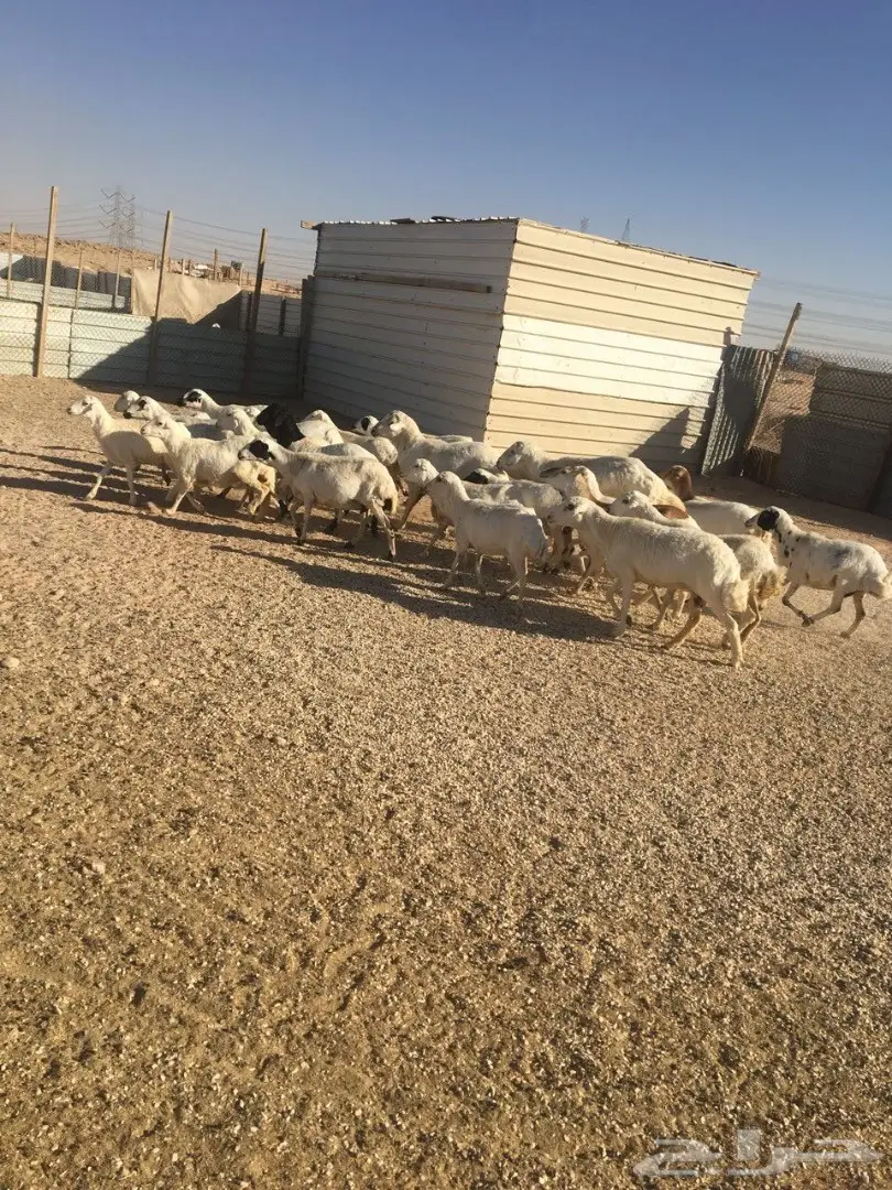 غنم رفيديات متابيع ودفيع  (image 3)