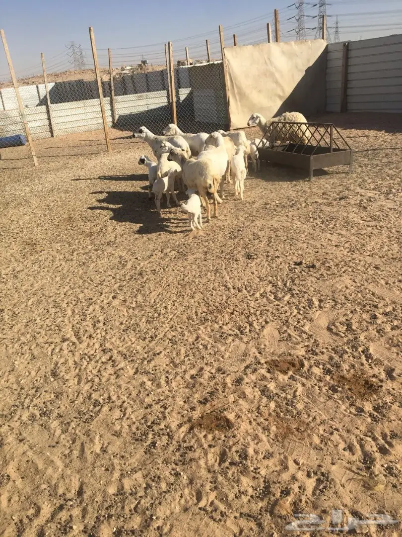 غنم رفيديات متابيع ودفيع  (image 4)