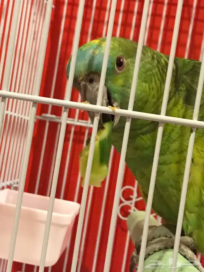 ببغاء بلوفرونتد وليف متكلم للبيع (image 4)