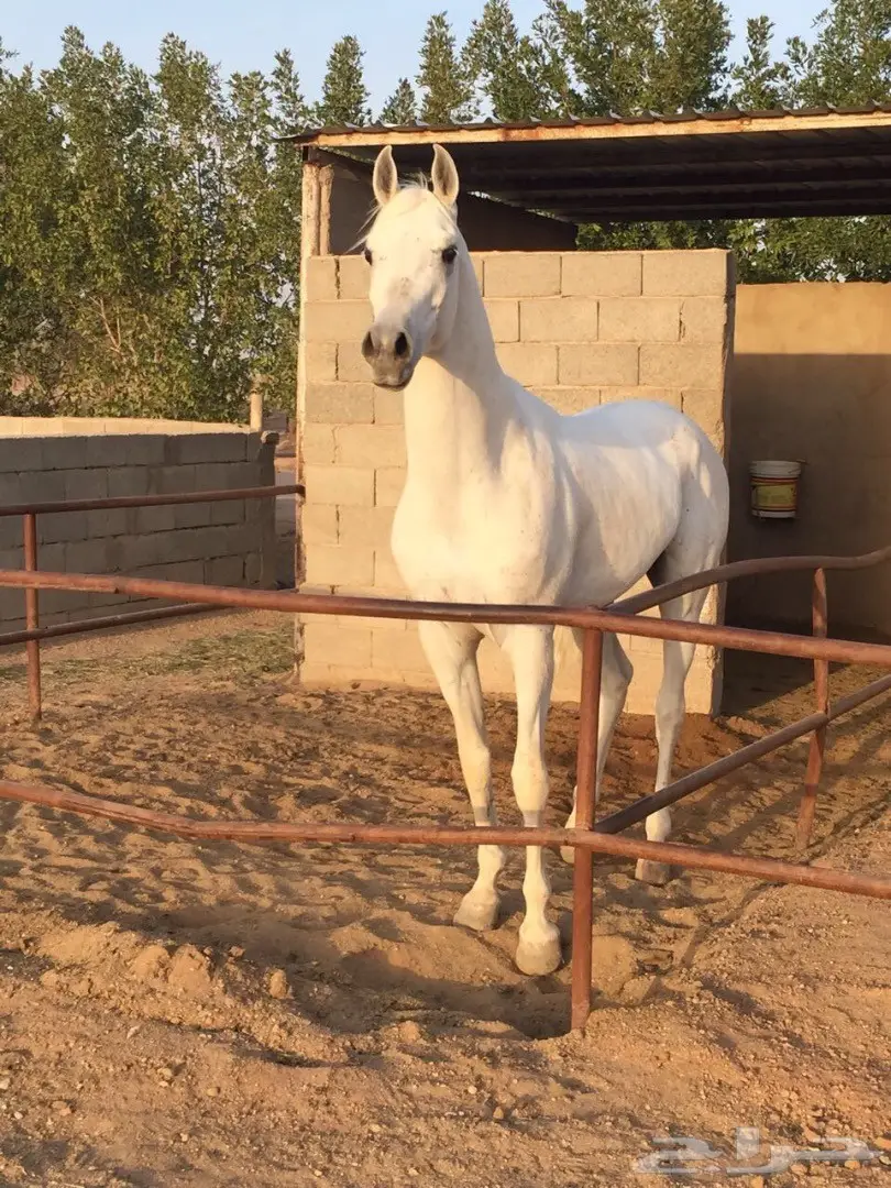 فرس شيخة (image 6)