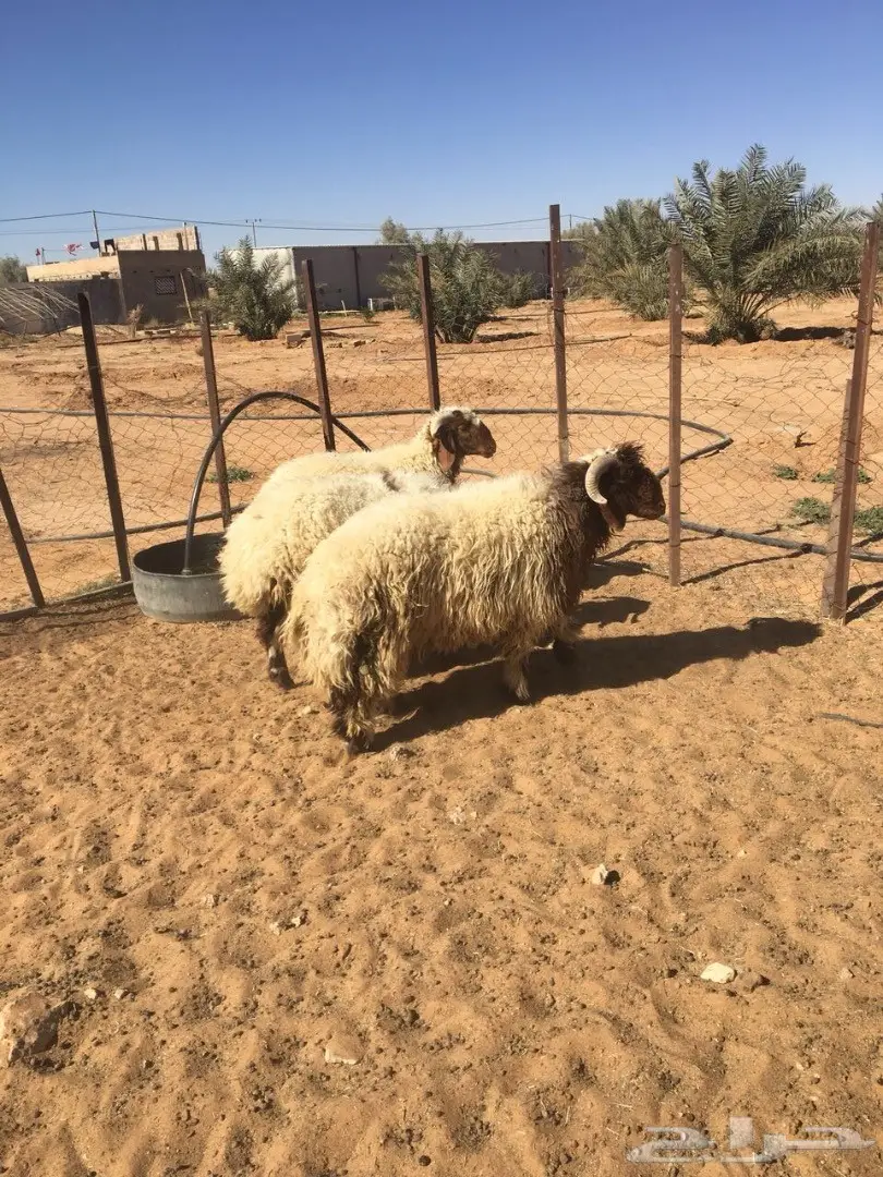 طليان نعيم جذعان