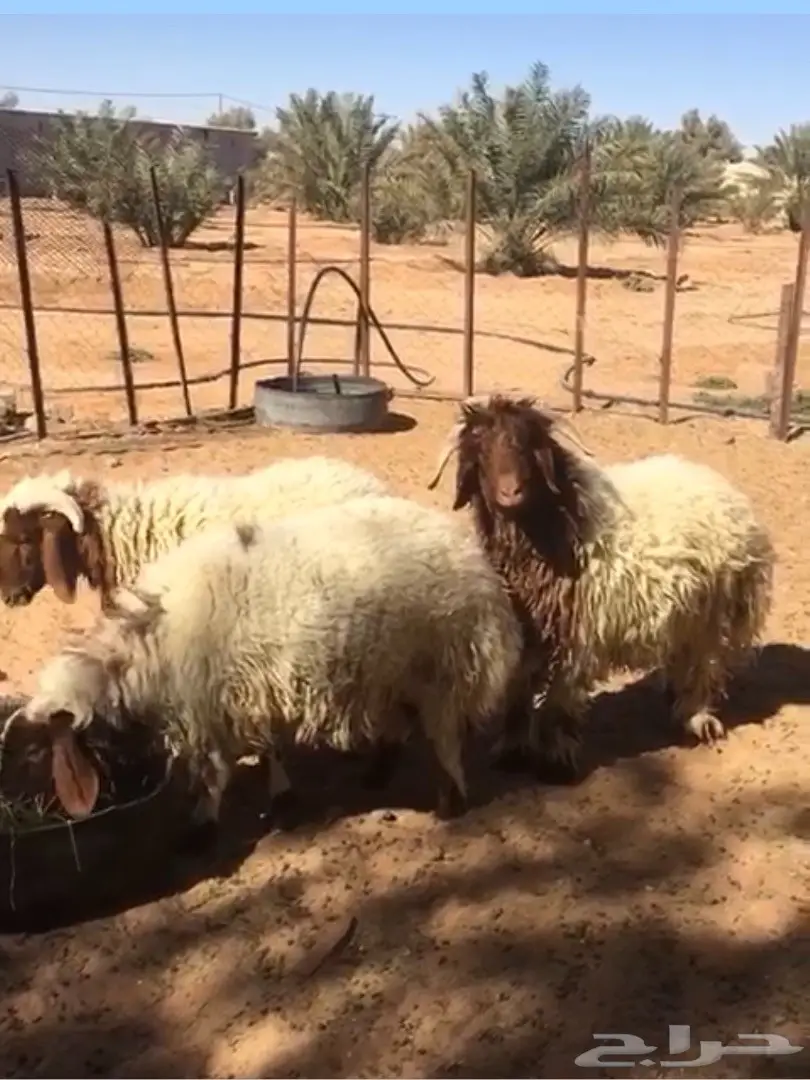 طليان نعيم جذعان (image 1)