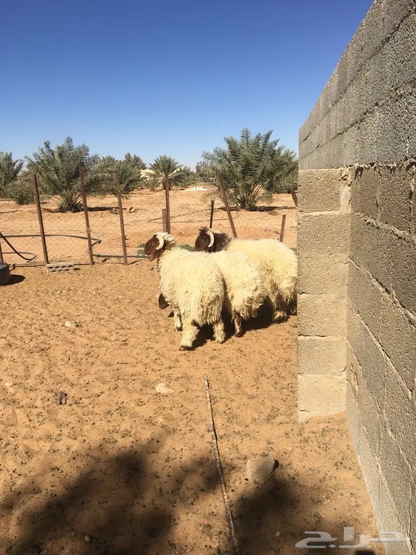 طليان نعيم جذعان (image 2)