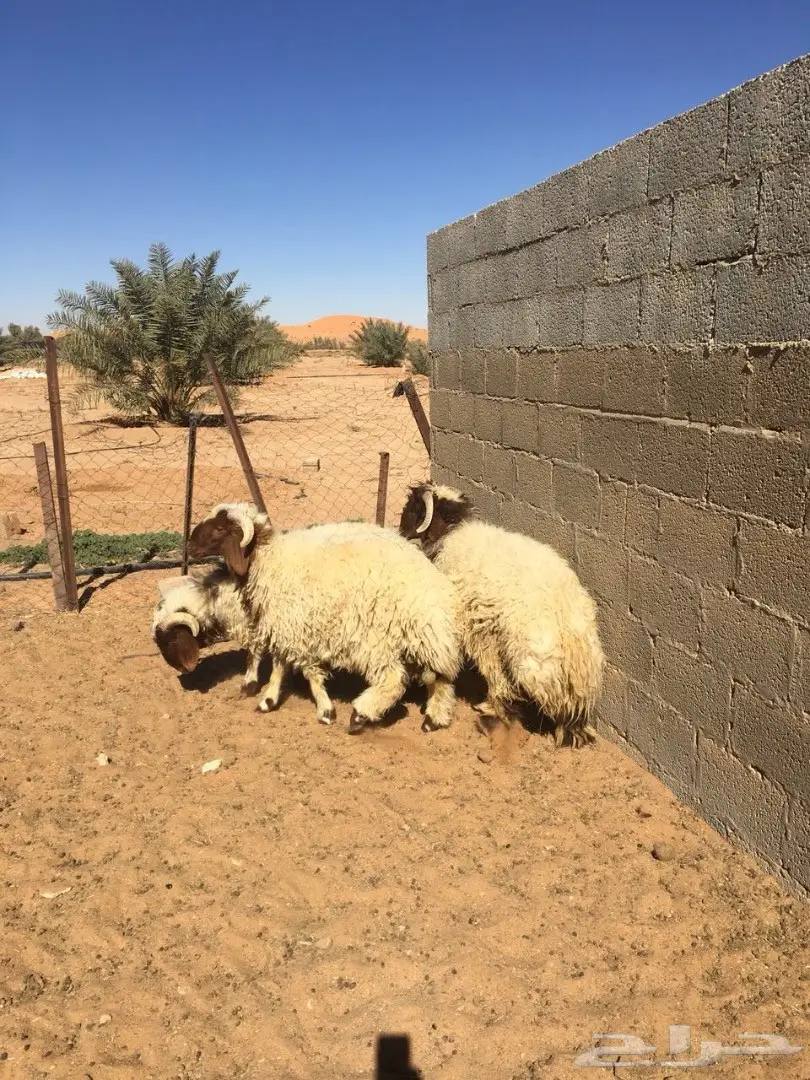 طليان نعيم جذعان (image 3)