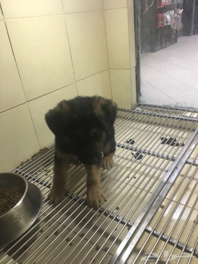 كلب جيرمن شيبر للبيع