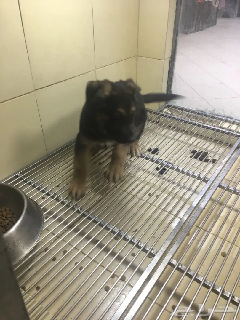 كلب جيرمن شيبر للبيع (image 1)