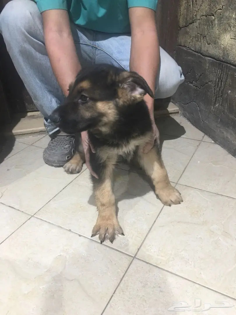 كلب جيرمن شيبر للبيع (image 2)