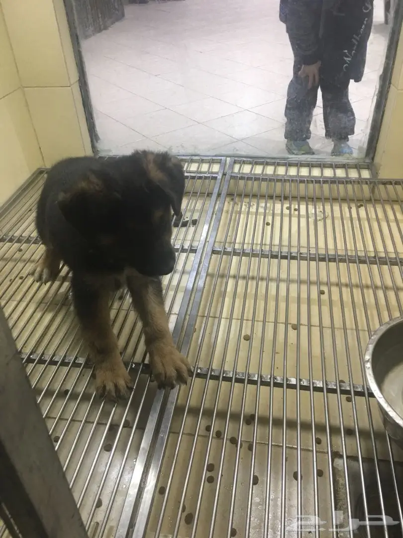 كلب جيرمن شيبر للبيع (image 3)