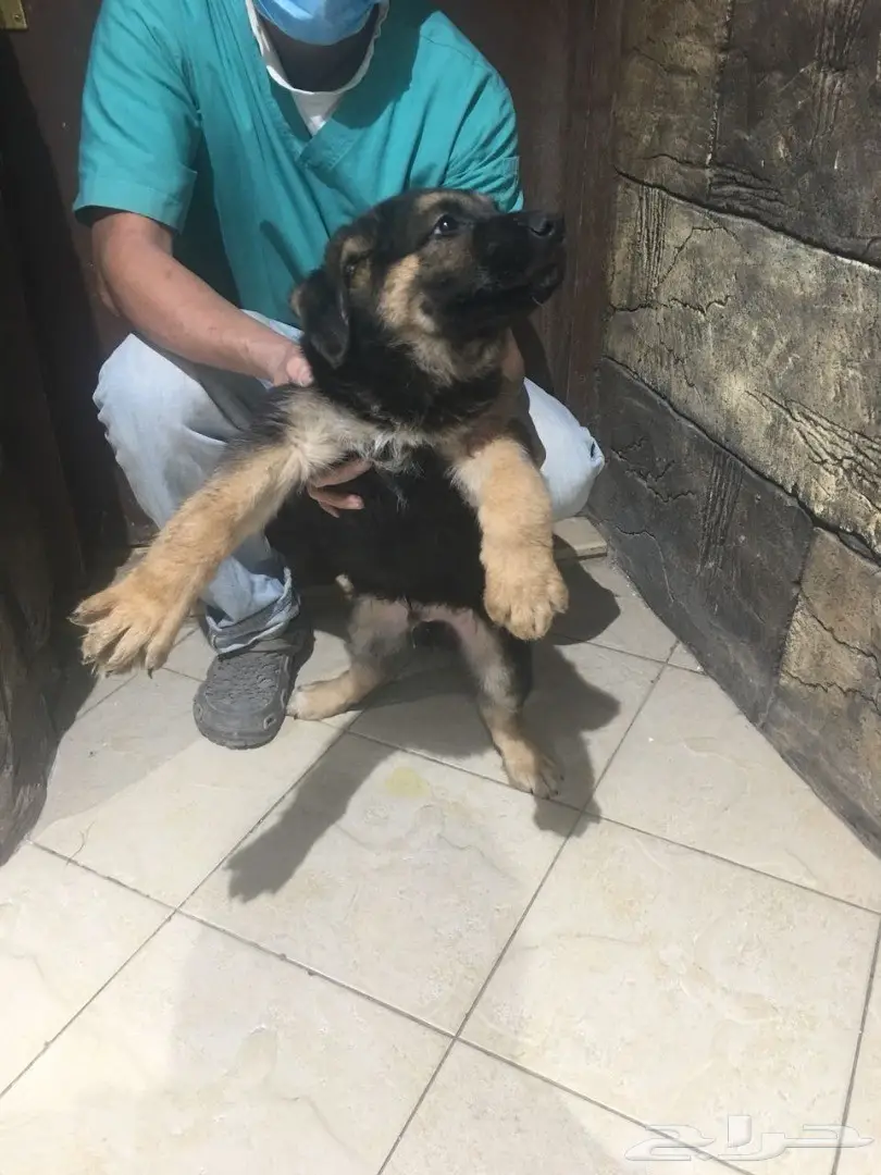 كلب جيرمن شيبر للبيع (image 4)