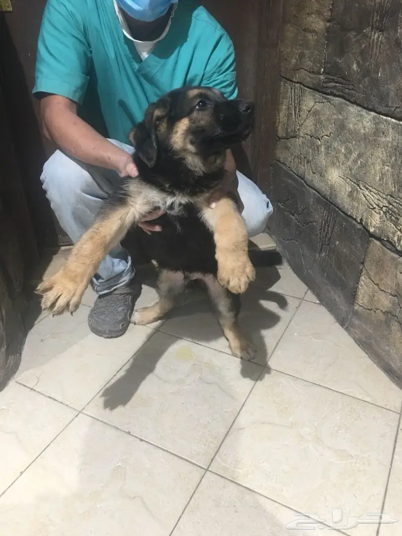 كلب جيرمن شيبر للبيع (image 5)